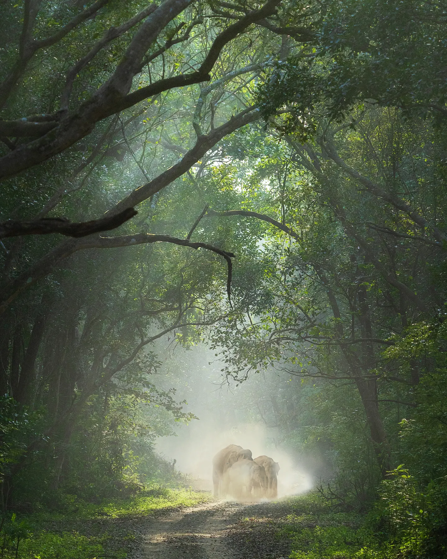 Jim Corbett & Nainital